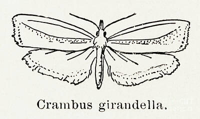 Man Cave Rights Managed Images - Girards Grass-veneer Moth Crambus girandella from Moths and butterflies of the United States  Royalty-Free Image by Shop Ability