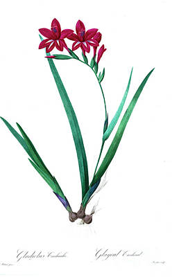 Lilies Drawings - Gladiolus cardinalis, z4 by Botanical Illustration