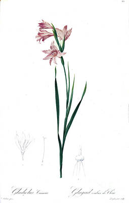 Lilies Drawings - Gladiolus carneus z2 by Botanical Illustration
