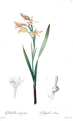 Food And Beverage Drawings - Gladiolus cuspidatus,  z5 by Botanical Illustration