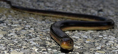 Reptiles Photo Royalty Free Images - Glass Lizard Royalty-Free Image by Joshua Bales