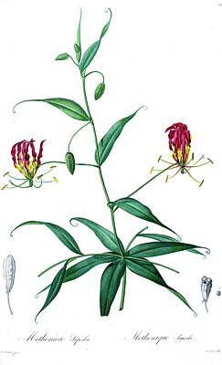 Lilies Drawings - Gloriosa superba z5 by Botanical Illustration