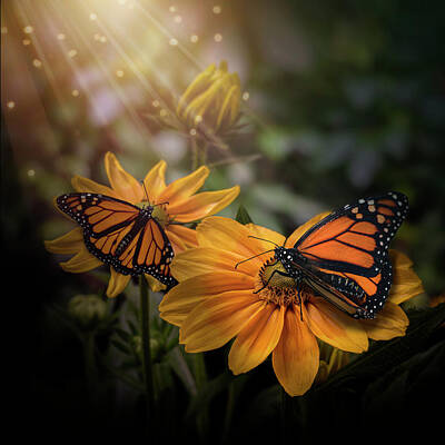 Lilies Royalty-Free and Rights-Managed Images - Gloriosa Yellow Daisy Flowers and Monarch Butterflies by Lily Malor