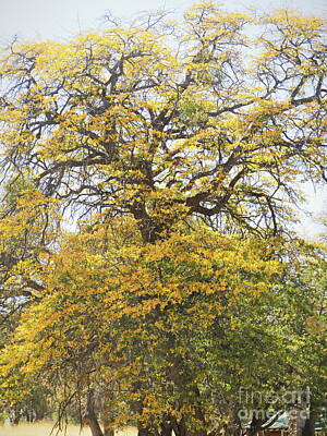 High Heel Paintings - Glorious Trees by Gary Richards
