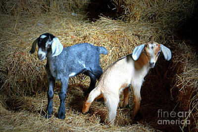 Landscapes Kadek Susanto - Goat Babies by Savannah Gibbs