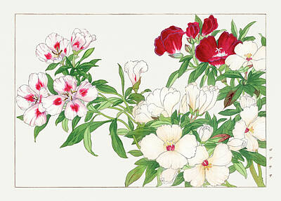 Florals Digital Art - Godetia Flower - Ukiyo e art - Vintage Japanese woodblock art - Seiyo SOKA ZUFU by Tanigami Konan by Studio Grafiikka