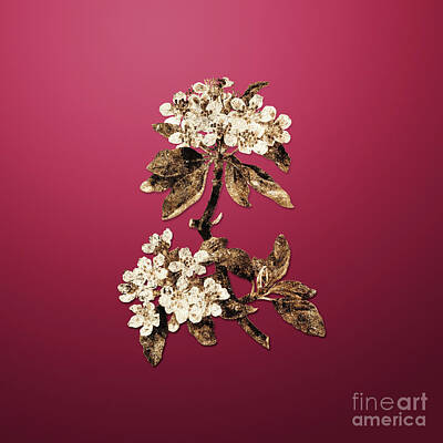 Roses Paintings - Gold Almond Leaved Pear on Viva Magenta n.01793 by Holy Rock Design