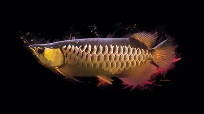 Childrens Rooms Royalty Free Images - Gold Arowana Portrait On Black Royalty-Free Image by Scott Wallace Digital Designs