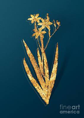 Lilies Mixed Media - Gold Blackberry Lily Botanical Illustration on Teal by Holy Rock Design