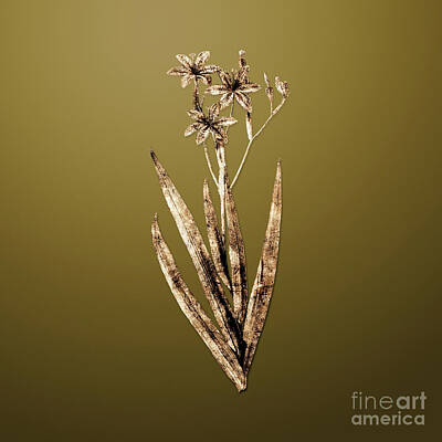Lilies Paintings - Gold Blackberry Lily on Dune Yellow n.02007 by Holy Rock Design