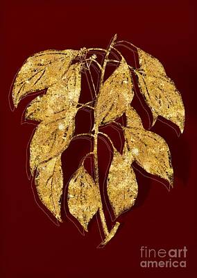 Food And Beverage Mixed Media - Gold Camphor Tree Botanical Illustration on Red by Holy Rock Design