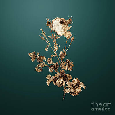 Roses Paintings - Gold Celery Leaved Cabbage Rose on Dark Teal n.00736 by Holy Rock Design