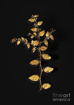 Roses Mixed Media - Gold Christs Thorn Botanical Illustration on Black by Holy Rock Design