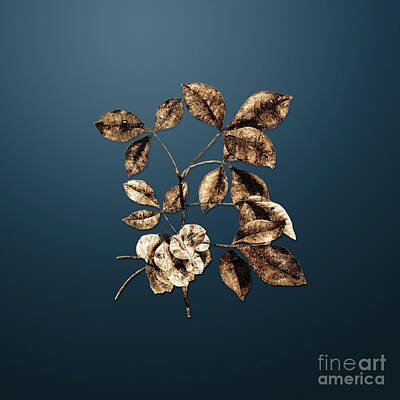 Roses Paintings - Gold Common Hoptree on Dusk Blue n.03458 by Holy Rock Design
