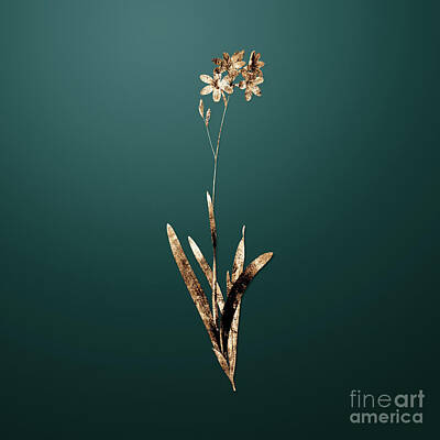 Lilies Paintings - Gold Corn Lily on Dark Teal n.00905 by Holy Rock Design