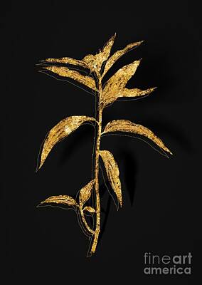 Rights Managed Images - Gold Dayflower Botanical Illustration on Black Royalty-Free Image by Holy Rock Design