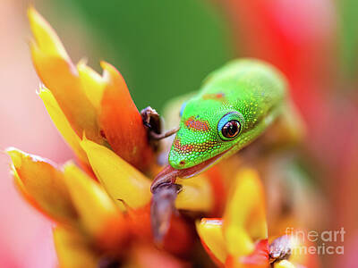 When Life Gives You Lemons - Gold Dust Day Gecko Showing off his Gene Simmons Tongue by Phillip Espinasse