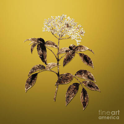 Royalty-Free and Rights-Managed Images - Gold Elderberry Flowering Plant on Mango Yellow n.04395 by Holy Rock Design