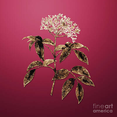 Royalty-Free and Rights-Managed Images - Gold Elderberry Flowering Plant on Viva Magenta n.03151 by Holy Rock Design