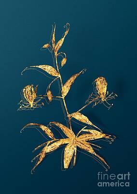 Lilies Mixed Media - Gold Flame Lily Botanical Illustration on Teal by Holy Rock Design