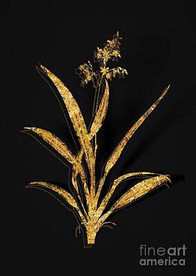 Lilies Mixed Media - Gold Flax Lilies Botanical Illustration on Black by Holy Rock Design