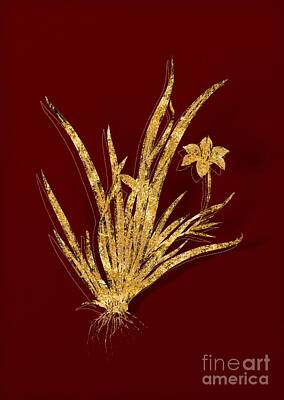 Lilies Mixed Media - Gold Fortnight Lily Botanical Illustration on Red by Holy Rock Design