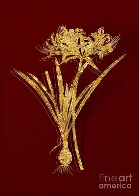 Lilies Mixed Media - Gold Golden Hurricane Lily Botanical Illustration on Red by Holy Rock Design