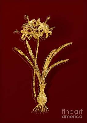 Lilies Mixed Media - Gold Guernsey Lily Botanical Illustration on Red by Holy Rock Design