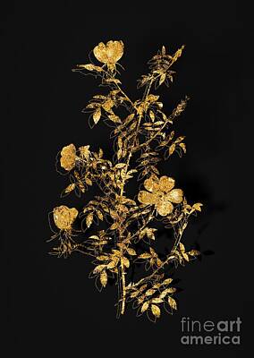 Abstract Flowers Royalty-Free and Rights-Managed Images - Gold Hedge Rose Botanical Illustration on Black by Holy Rock Design