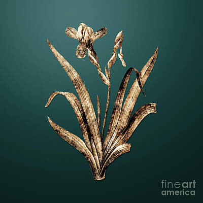 Lovely Lavender Royalty Free Images - Gold Hungarian Iris on Dark Teal n.01955 Royalty-Free Image by Holy Rock Design