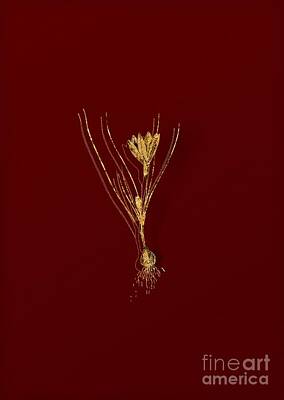 Happy Anniversary - Gold Ixia Filifolia Botanical Illustration on Red by Holy Rock Design