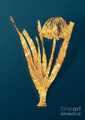 Lilies Mixed Media - Gold Knysna Lily Botanical Illustration on Teal by Holy Rock Design