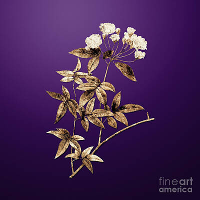 Roses Paintings - Gold Lady Banks Rose on Royal Purple n.01230 by Holy Rock Design