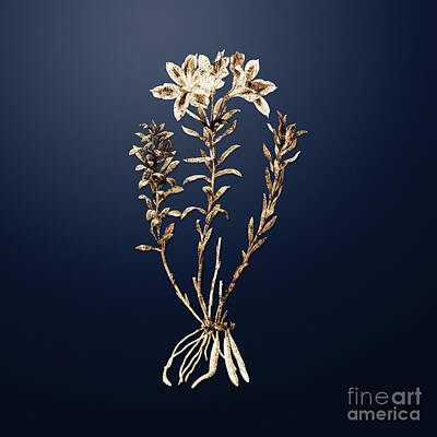 Lilies Royalty-Free and Rights-Managed Images - Gold Lily of the Incas on Midnight Navy n.04137 by Holy Rock Design