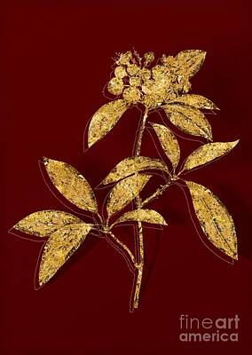 Mountain Mixed Media - Gold Mountain Laurel Botanical Illustration on Red by Holy Rock Design