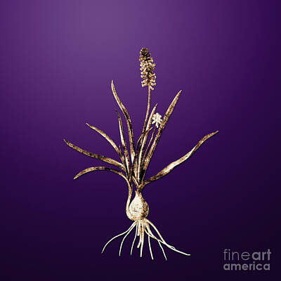 Food And Beverage Rights Managed Images - Gold Muscari Ambrosiacum on Royal Purple n.01566 Royalty-Free Image by Holy Rock Design