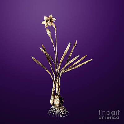 Roses Rights Managed Images - Gold Narcissus Gouani on Royal Purple n.01622 Royalty-Free Image by Holy Rock Design