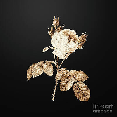 Roses Paintings - Gold Pink Cabbage Rose on Wrought Iron Black n.01397 by Holy Rock Design