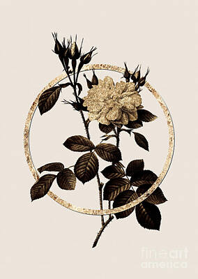 Roses Paintings - Gold Ring Autumn Damask Rose Botanical Illustration Black and Gold by Holy Rock Design