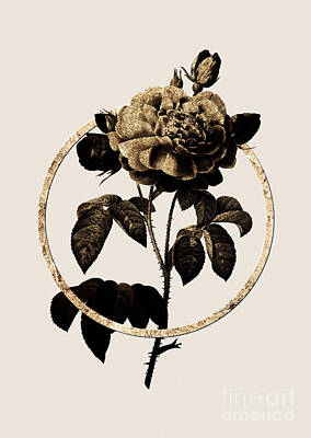 Roses Paintings - Gold Ring Duchess of Orleans Rose Botanical Illustration Black and Gold n.0073 by Holy Rock Design
