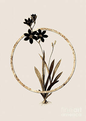 The Underwater Story Rights Managed Images - Gold Ring Ixia Grandiflora Botanical Illustration Black and Gold n.0298 Royalty-Free Image by Holy Rock Design