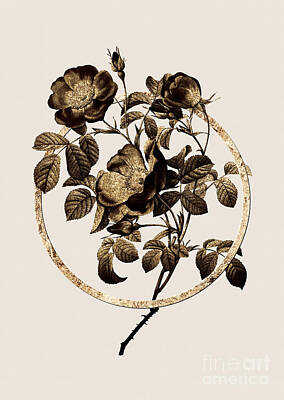 Roses Paintings - Gold Ring Rose of Love Bloom Botanical Illustration Black and Gold n.0062 by Holy Rock Design