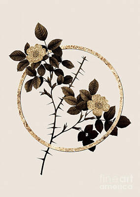 Everett Collection - Gold Ring Spiny Leaved Rose of Dematra Botanical Illustration Black and Gold n.0342 by Holy Rock Design