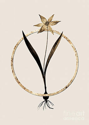 Target Threshold Nature Royalty Free Images - Gold Ring Tulipa Celsiana Botanical Illustration Black and Gold n.0126 Royalty-Free Image by Holy Rock Design