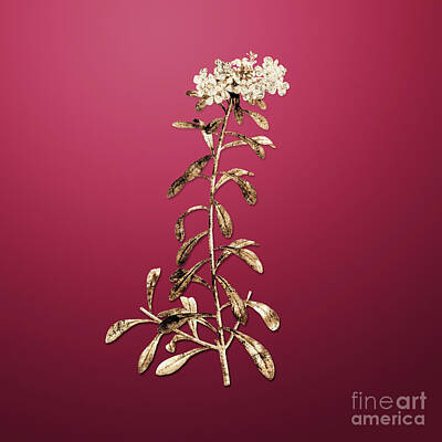 World Forgotten Rights Managed Images - Gold Small White Flowers on Viva Magenta n.00196 Royalty-Free Image by Holy Rock Design