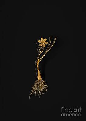 Lilies Mixed Media - Gold Snowdon Lily Botanical Illustration on Black by Holy Rock Design