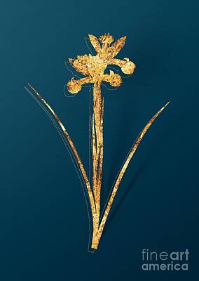 Roses Royalty Free Images - Gold Spanish Iris Botanical Illustration on Teal Royalty-Free Image by Holy Rock Design