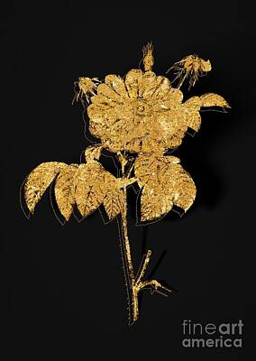 Global Design Abstract And Impressionist Watercolor - Gold Speckled Provins Rose Botanical Illustration on Black by Holy Rock Design