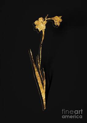 Lilies Mixed Media - Gold Sword Lily Botanical Illustration on Black by Holy Rock Design