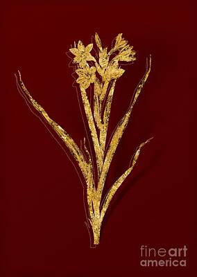 Lilies Mixed Media - Gold Sword Lily Botanical Illustration on Red by Holy Rock Design